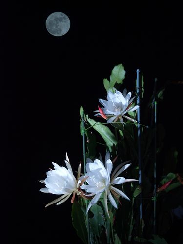月光花朵的相关图片